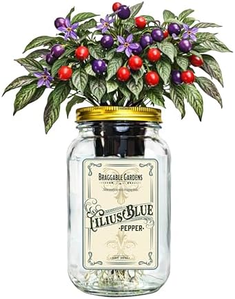 Filius Blue Pepper Indoor Garden Kit – Mason Jar Hydroponic Pepper Grow Kit – Windowsill Countertop Ornamental Pepper Plant – Grow Peppers Indoors by BraggableGardens