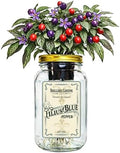 Filius Blue Pepper Indoor Garden Kit – Mason Jar Hydroponic Pepper Grow Kit – Windowsill Countertop Ornamental Pepper Plant – Grow Peppers Indoors by BraggableGardens