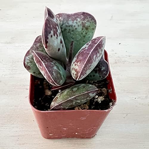 Sprout N Green Live Succulent Plant Adromischus triflorus 'Calico Hearts' - Image 4
