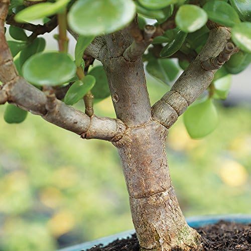 Brussel's Bonsai - Small Jade Live Bonsai Tree, Potted Indoor Plant - Image 3