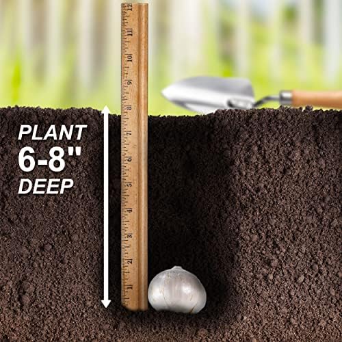 Garden State Bulb Wild About Mixed Allium Flower Bulbs, 10/12cm, Fall Planting (Bag of 25) - Image 6