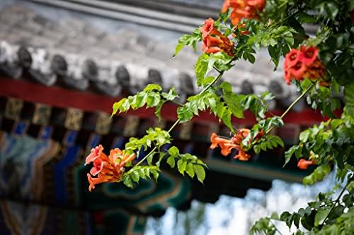 Trumpet Vine - Campsis radicans - 4" Pot with Root 100% Survival Guaranteed - Image 4