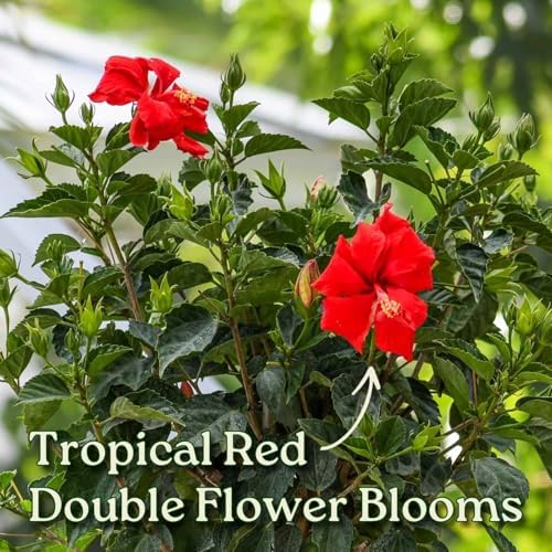 Live Hibiscus Plant - Tropical Flowering Tree - Red Double Flower - Overall Height 38" to 44" - Tropical Plants of Florida (Plant Only) - Image 2