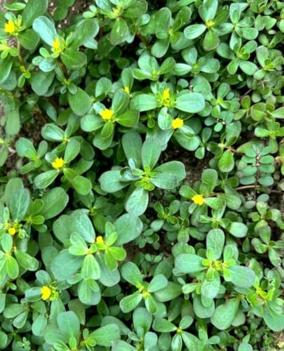 3000+ Purslane Heirloom Vegetable Seeds for Planting, Portulaca Oleracea - Image 5