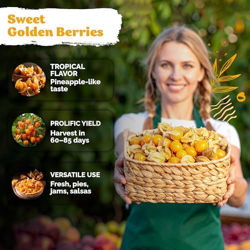 650 Aunt Molly Ground Cherry Heirloom Vegetable Seeds, Physalis Pruinosa - Image 4