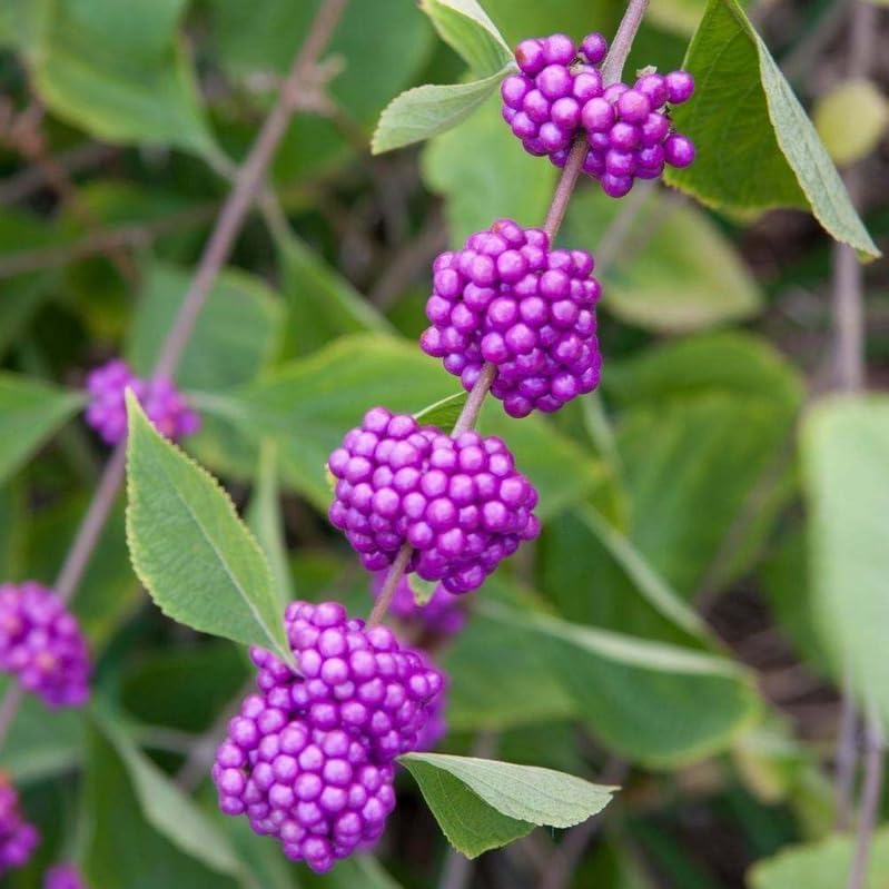 American Beautyberry Shrub/Bush - 12-14" Tall Live Plant - Gallon Pot - Image 5