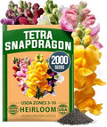 HOME GROWN Snapdragon Seeds, Tetra, 2,000 Seeds, Antirrhinum majus by HOMEGROWN