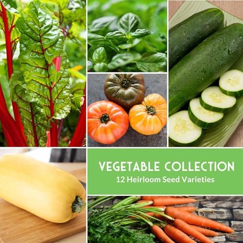 Vegetable Seeds 12 Variety Pack for Planting - Survival Garden Seeds - Image 4