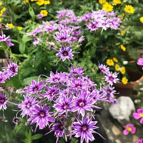 Creeping Phlox Moss Seeds, 800+, Non-GMO, Drought Tolerant, Hardy Perennial Ground Cover for Rockery and Walkway Edging - Image 4