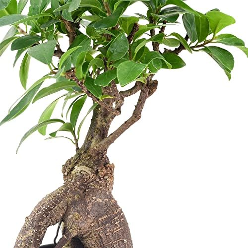 Arcadia Garden Products LV61 Ginseng Ficus Live Indoor Bonsai Plant in 4 in. Plastic Grower Pot, Green, **Sold By Amazon and Arcadia Garden Products** - Image 3