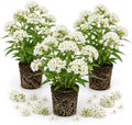 3 White Milkweed Live Plants, Hardy Milkweed Shrub, 4-9 Inches by UIOTER