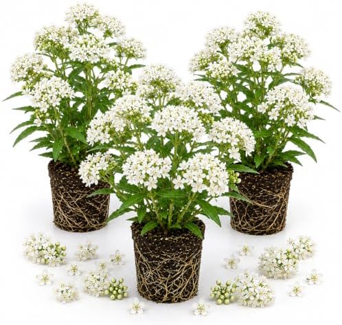 3 White Milkweed Live Plants, Hardy Milkweed Shrub, 4-9 Inches by UIOTER