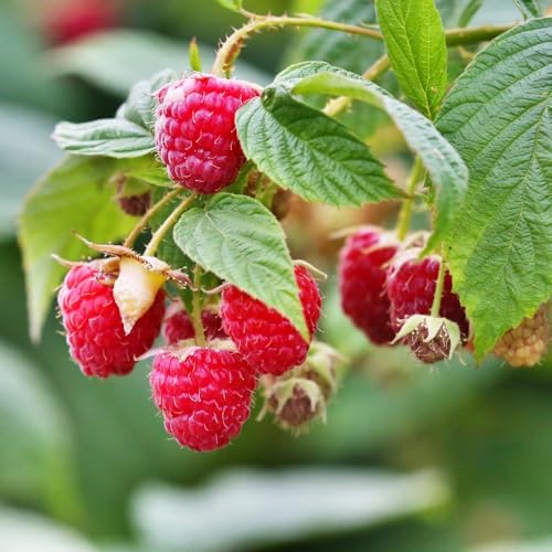 2 Red Raspberry Plants Live, Sweet Edible Berry Bush, 5-8 Inch Tall - Image 5