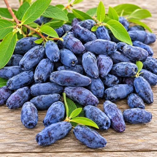Boreal Beast Honeyberry (Haskap) Shrub - 6-12" Tall Live Plant - Image 4