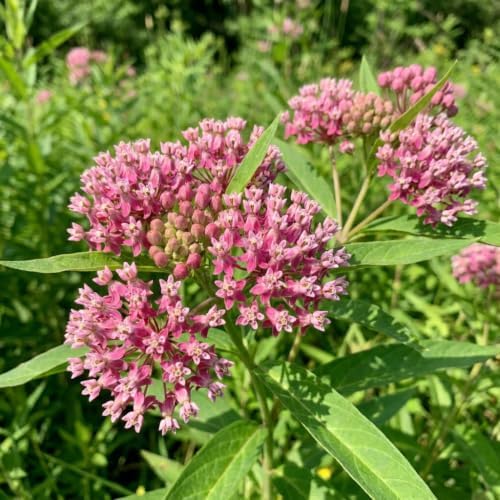 2 Pink Milkweed Live Plants, Flower Plant, 4-7 Inch Tall - Image 6