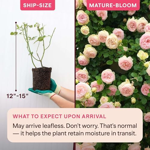 Heirloom Climbing Roses, Live Own Root Plant, Eden Climber - Image 2