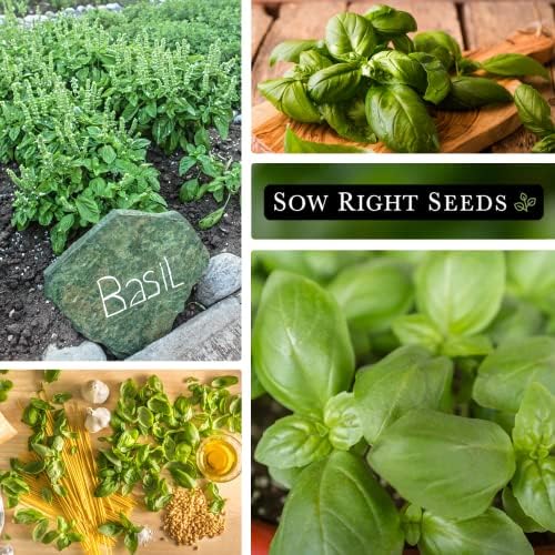 Sow Right Seeds - Genovese Sweet Basil Seed for Planting an Herb Garden 4pk - Image 4