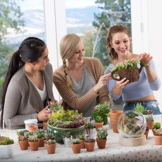 Mountain Crest Gardens Ultimate Succulent Variety Pack - 12 Unique Live Plants, Many Types, Rooted in 2 inch Pots - Indoor/Outdoor Real Succulents for Garden Decor, Favors, DIY Arrangements - Image 6