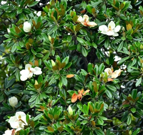 15PCS White Southern Magnolia Flower Seeds Ornamental Landscape Tree Seeds - Image 3