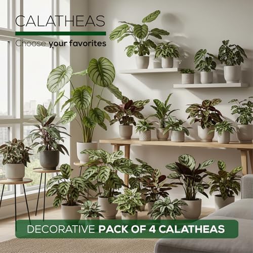 Calathea Collection (4 Pack) Live Plants – Stunning Foliage Prayer Plants Like Orbifolia, Rose Painted, White Star & Dottie – Easy Indoor Tropical Plants – Pet Friendly – Natural Air Purifiers - Image 7