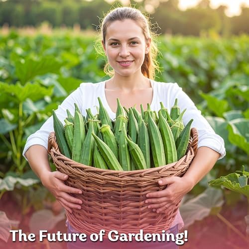 125 Clemson Spineless 80 Okra Vegetable Seeds, Abelmoschus Esculentus - Image 7