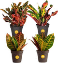 Costa Farms Croton, Live Indoor Plant, Easy Care, Home Decor by Unknown