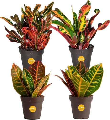 Costa Farms Croton, Live Indoor Plant, Easy Care, Home Decor by Unknown