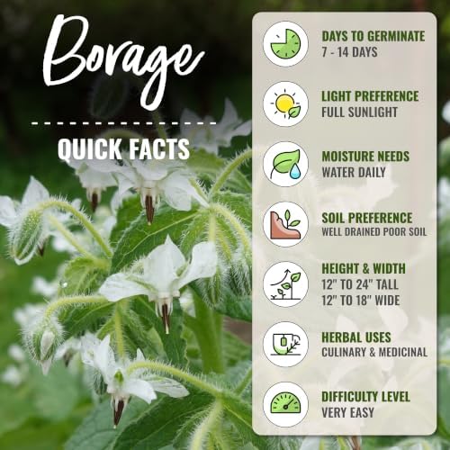 Seed Needs White Borage Seeds to Plant an Herb Garden - 2 Packs - Image 4