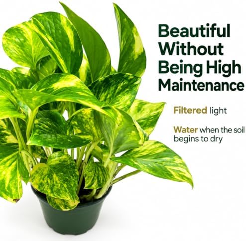Golden Pothos Live Plant - 4 Inch Pot Classic Indoor Vine - Image 3