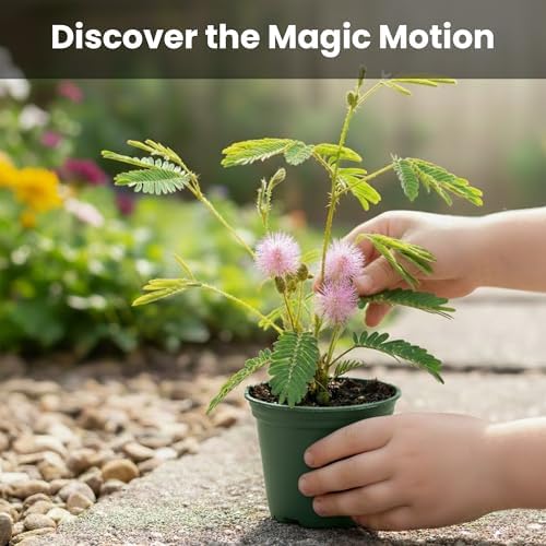 Classroom or Homeschool Science Fun Planting Party Kit – for 30 Students – Grow a Sensitive Plant that Reacts to Touch – Includes Activity Book and Seeds for Kids to Plant - Image 5
