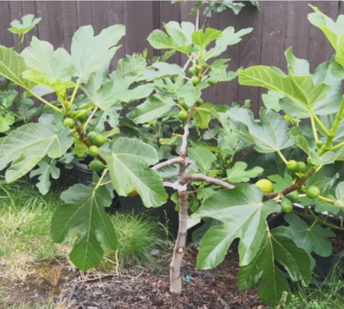 Little Miss Figgy Fig Tree Live Plant – Ficus carica ‘Little Miss Figgy’ – Dwarf Hardy Fig – Sweet Fruit – Compact Patio Fig – 2.5 Inch Pot - Image 6