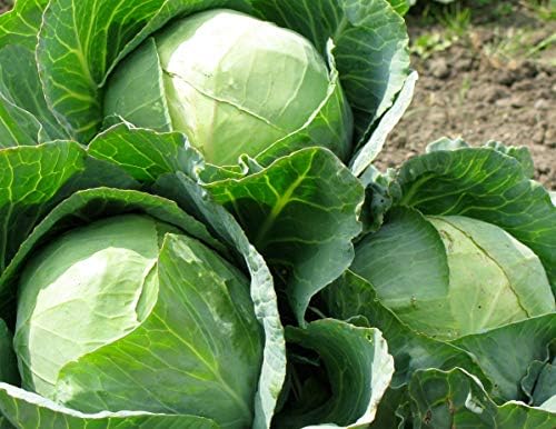 All Seasons Cabbage,200 Seeds,A very heat resistant,Hot summer - Image 6