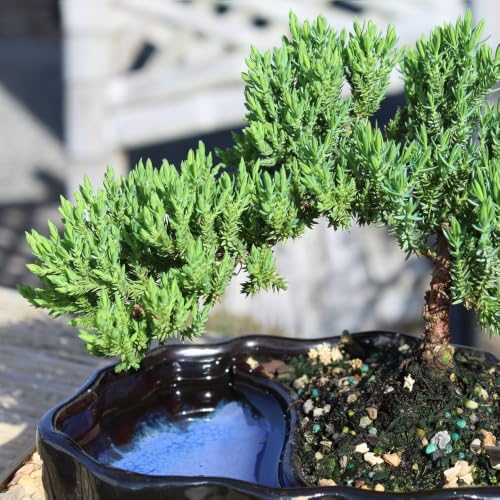 Brussel's Bonsai - Small Juniper Live Bonsai Tree with Tray, Indoor Plant - Image 5