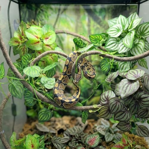 5 Pcs Reptile Plants & Habitat Decor Kit - Artificial Plants & Large 3.3ft Jungle Vine Branch, Artificial Leaves with Suction Cup Tank Decor Accessories for Crested Gecko, Lizard, Snake,Forg,Tortoise - Image 3