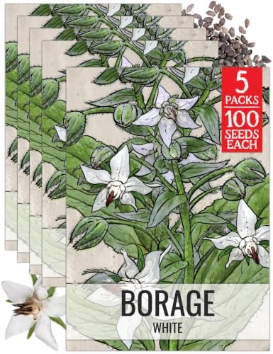 Seed Needs White Borage Seeds to Plant an Herb Garden - 5 Packs by SeedNeeds