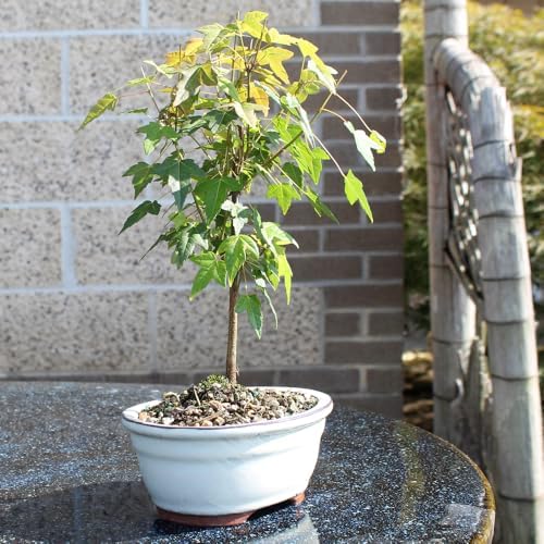 Brussel's Bonsai - Small Maple Live Bonsai Tree, Potted Outdoor Plant - Image 2