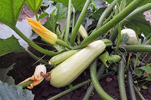 Seeds Zucchini Bush Type White Heirloom Vegetable Non GMO - Image 3
