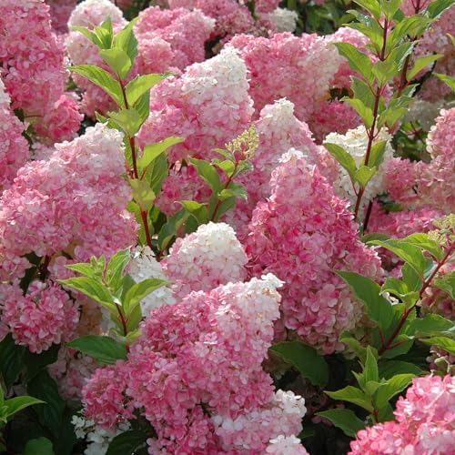 First Editions 3 Gal. Vanilla Strawberry Hydrangea Shrub (Pack of 2) - Image 2