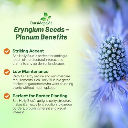 Outsidepride Silver Blue Sea Holly Seeds for Planting - 5000 Pcs Perennial Drought-Tolerant Eryngium Cut Flower Garden Seeds for Floral Arrangements, Pollinator & Low Water Gardens - Image 3