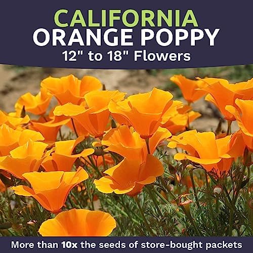 California Orange Poppy Wildflower Seeds - Bulk 1 Ounce Packet - Over 20,000 Native Seeds - California State Flower! - Image 4