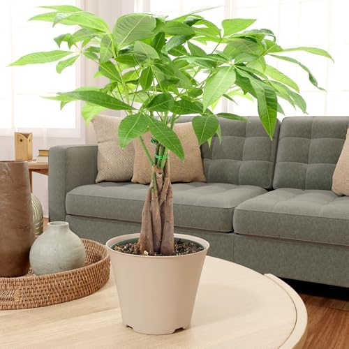 LV64 Live Braided 6-inch Money Tree Pachira Aquatica Indoor Houseplant in Arcadia Garden Product's Branded Plastic Pot, Tropical Plant Collector Gift for Home and Garden Decor, Tan - Image 6