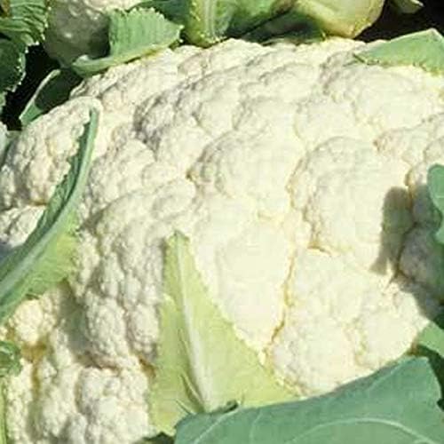 Sustainable Seed Co Organic Snowball Y Improved Cauliflower Seeds 500 mg by SustainableSeed