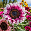 ZEshops 50 Pink Sunflower Seeds for Planting, Outdoor Flower Garden Beds by ZEshops