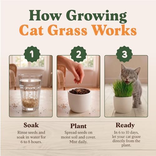 Organic Non-GMO Cat Grass Seeds for Planting Indoor (8 oz) - Image 4
