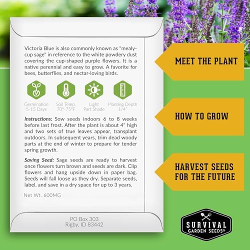 Victoria Blue Sage Seeds for Planting - 3 Packs - Image 2