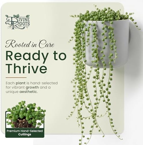 Live Trailing Succulent Plants, Rooted String Varieties, 5-Pack, 2 Inch Pot - Image 2