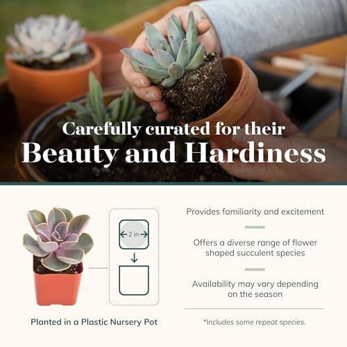 Shop Succulents Rosette Succulent Plant Pack Bulk Collection - Live Mini Succulent Plants, Low Maintenance, Floral Shaped Mix of Colors & Textures - Wedding and Party Favors, Gift & Garden, Pack of 16 - Image 4