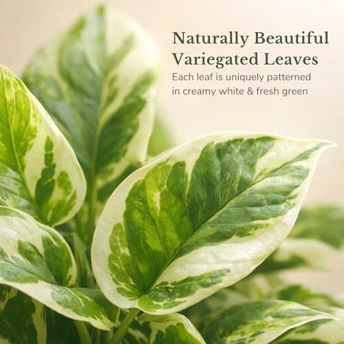 Pothos N'Joy Live Plant, 4 Inch Variegated Indoor Houseplant - Image 2