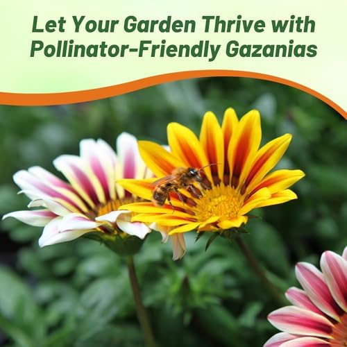 Outsidepride Kiss Flame Mix Gazania Seeds for Planting – 25 Pcs Perennial, Low-Maintenance, Drought-Tolerant Ground Cover Seeds for Vibrant Summer & Fall Flowers, Great for Outdoor Gardens - Image 6