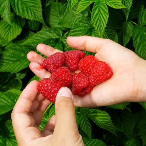 2 Red Raspberry Live Plants, 4-8" Tall Fruit Starters - Image 6